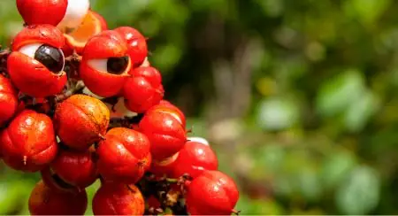 Guaraná ingredient in VittaBurn